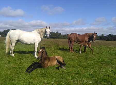 Jazz and Rusty with the foals of 2019