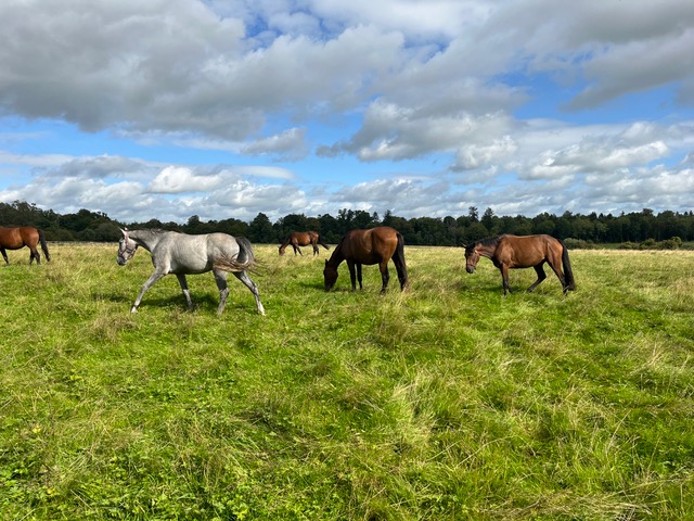 Three-year-old horses grazing in the field